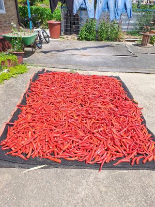 이보천님의 고추 · 영농일지 작성글 사진