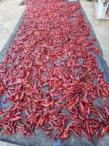 팜모닝 고추·영농일지 게시글 이미지