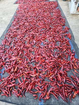 호산님의 고추 · 영농일지 작성글 사진