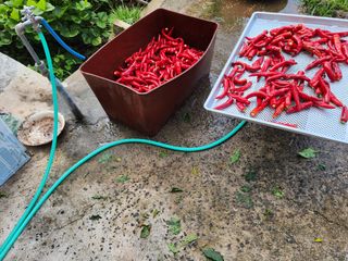 호산님의 고추 · 영농일지 작성글 사진