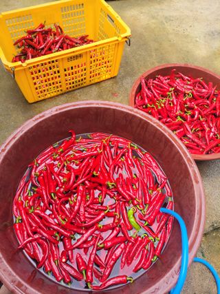 북극성짱님의 고추 · 영농일지 작성글 사진