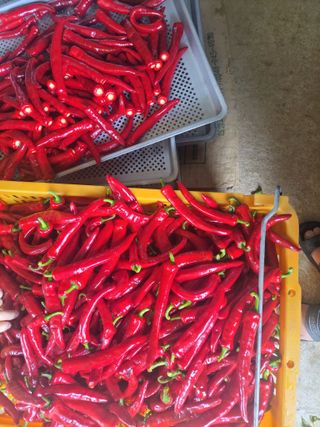 북극성짱님의 고추 · 영농일지 작성글 사진