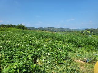 농막쥔님의 고구마 · 영농일지 작성글 사진