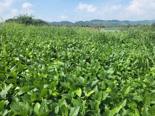 농막쥔님의 고구마 · 영농일지 작성글 사진