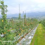 팜모닝 사과·영농일지 게시글 이미지