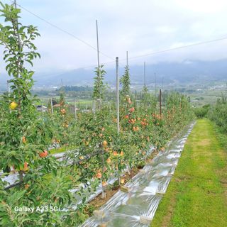 이병호님의 사과 · 영농일지 작성글 사진