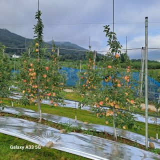 이병호님의 사과 · 영농일지 작성글 사진