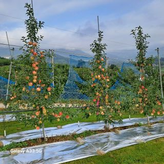 이병호님의 사과 · 영농일지 작성글 사진
