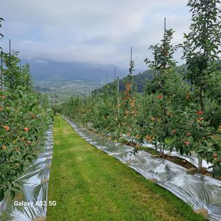 이병호님의 사과 · 영농일지 작성글 사진