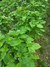 팜모닝 들깨·영농일지 게시글 이미지