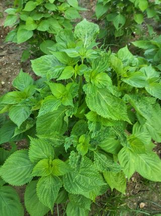 김진원님의 들깨 · 영농일지 작성글 사진