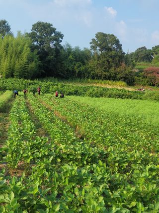 다둥이네농장님의 콩 · 영농일지 작성글 사진