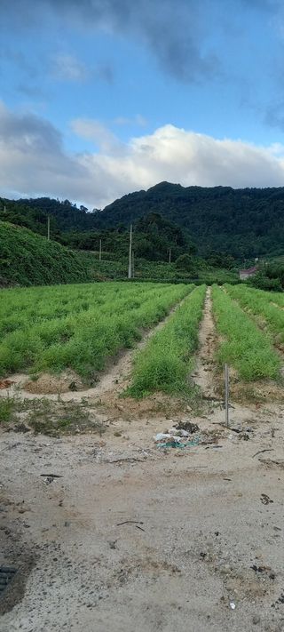 소병래님의 기타작물 · 영농일지 작성글 사진