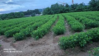 소병래님의 기타작물 · 영농일지 작성글 사진