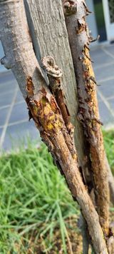 팜모닝 기타작물·병해충상담 게시글 이미지