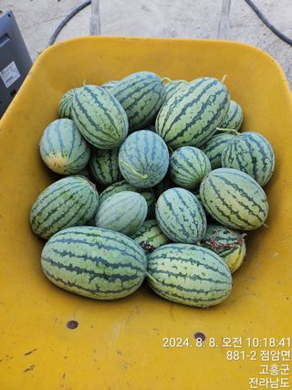 양태문님의 참깨 · 영농일지 작성글 사진