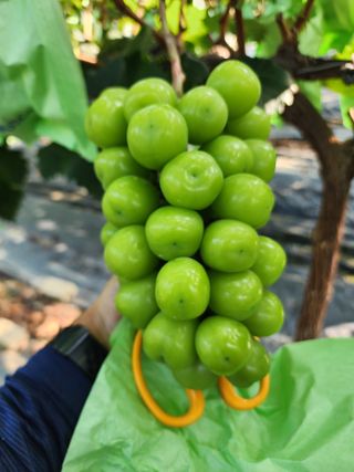 양지마농원님의 포도 · 영농일지 작성글 사진