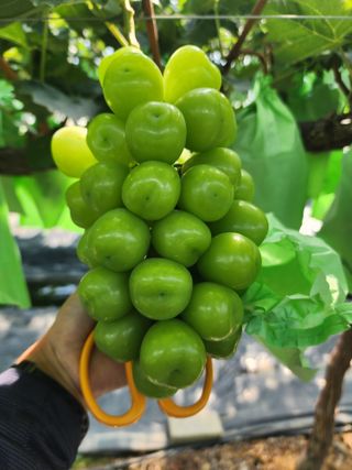 양지마농원님의 포도 · 영농일지 작성글 사진