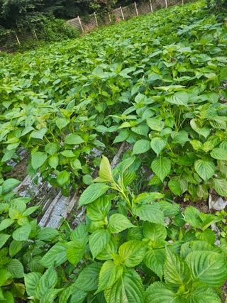 송인자님의 들깨 · 영농일지 작성글 사진