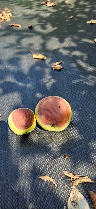 임승대님의 사과 · 병해충상담 작성글 사진