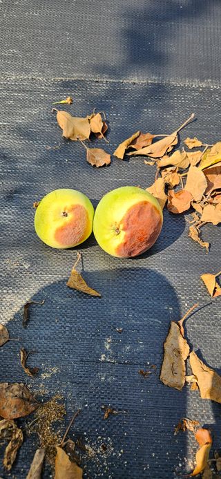 임승대님의 사과 · 병해충상담 작성글 사진