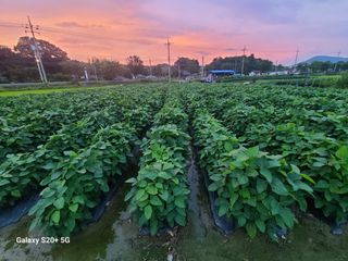 게으른농사꾼님의 콩 · 영농일지 작성글 사진