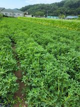 팜모닝 기타작물·영농일지 게시글 이미지