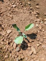 팜모닝 양배추·병해충상담 게시글 이미지