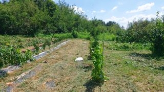 초보농부님의 호박 · 영농일지 작성글 사진