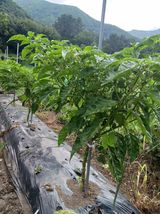 팜모닝 고추·영농일지 게시글 이미지