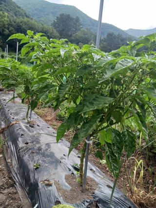 마도님의 고추 · 영농일지 작성글 사진