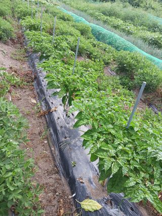 마도님의 고추 · 영농일지 작성글 사진