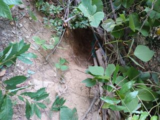 박상준 님의 사과 · 영농일지 작성글 사진