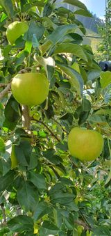 팜모닝 사과·영농일지 게시글 이미지