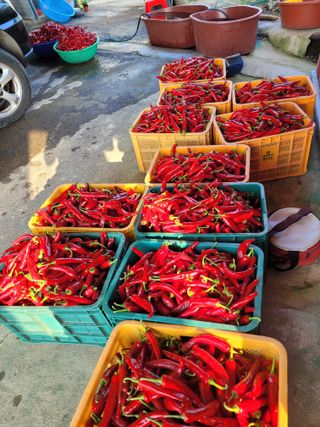 최유진님의 고추 · 영농일지 작성글 사진