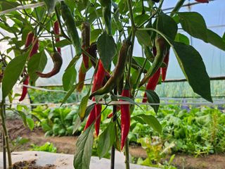 조정숙(1955)님의 자유주제 · 자유게시판 작성글 사진