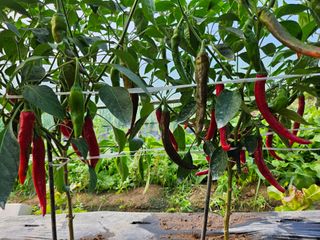 조정숙(1955)님의 자유주제 · 자유게시판 작성글 사진