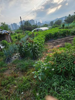 조정숙(1955)님의 자유주제 · 자유게시판 작성글 사진