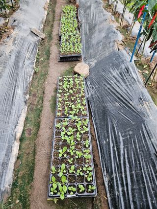 조정숙(1955)님의 자유주제 · 자유게시판 작성글 사진