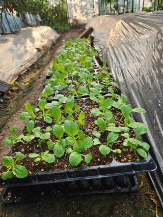 조정숙(1955)님의 자유주제 · 자유게시판 작성글 사진