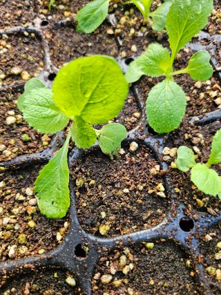 조정숙(1955)님의 자유주제 · 자유게시판 작성글 사진