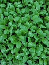 팜모닝 기타작물·병해충상담 게시글 이미지