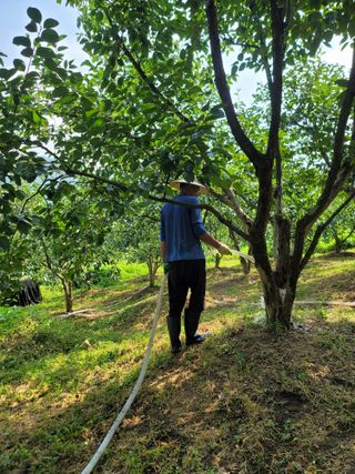 서성환님의 감 · 영농일지 작성글 사진