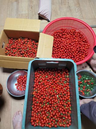 최유진님의 고추 · 영농일지 작성글 사진