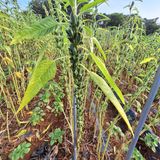 팜모닝 자유주제·자유게시판 게시글 이미지