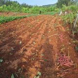 팜모닝 자유주제·자유게시판 게시글 이미지