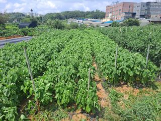 나누고싶어서님의 참깨 · 영농일지 작성글 사진