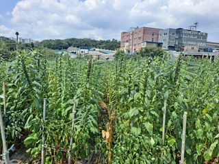 나누고싶어서님의 참깨 · 영농일지 작성글 사진