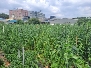 나누고싶어서님의 참깨 · 영농일지 작성글 사진