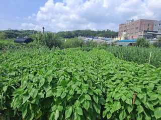 나누고싶어서님의 참깨 · 영농일지 작성글 사진